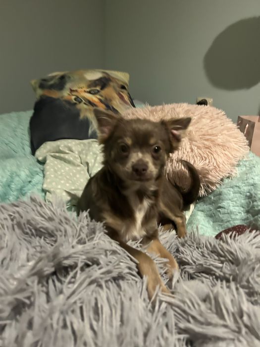 Piesek chichuahua