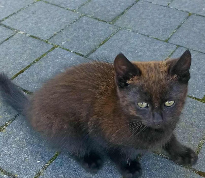 Oddam kota  bardzo przyjazny