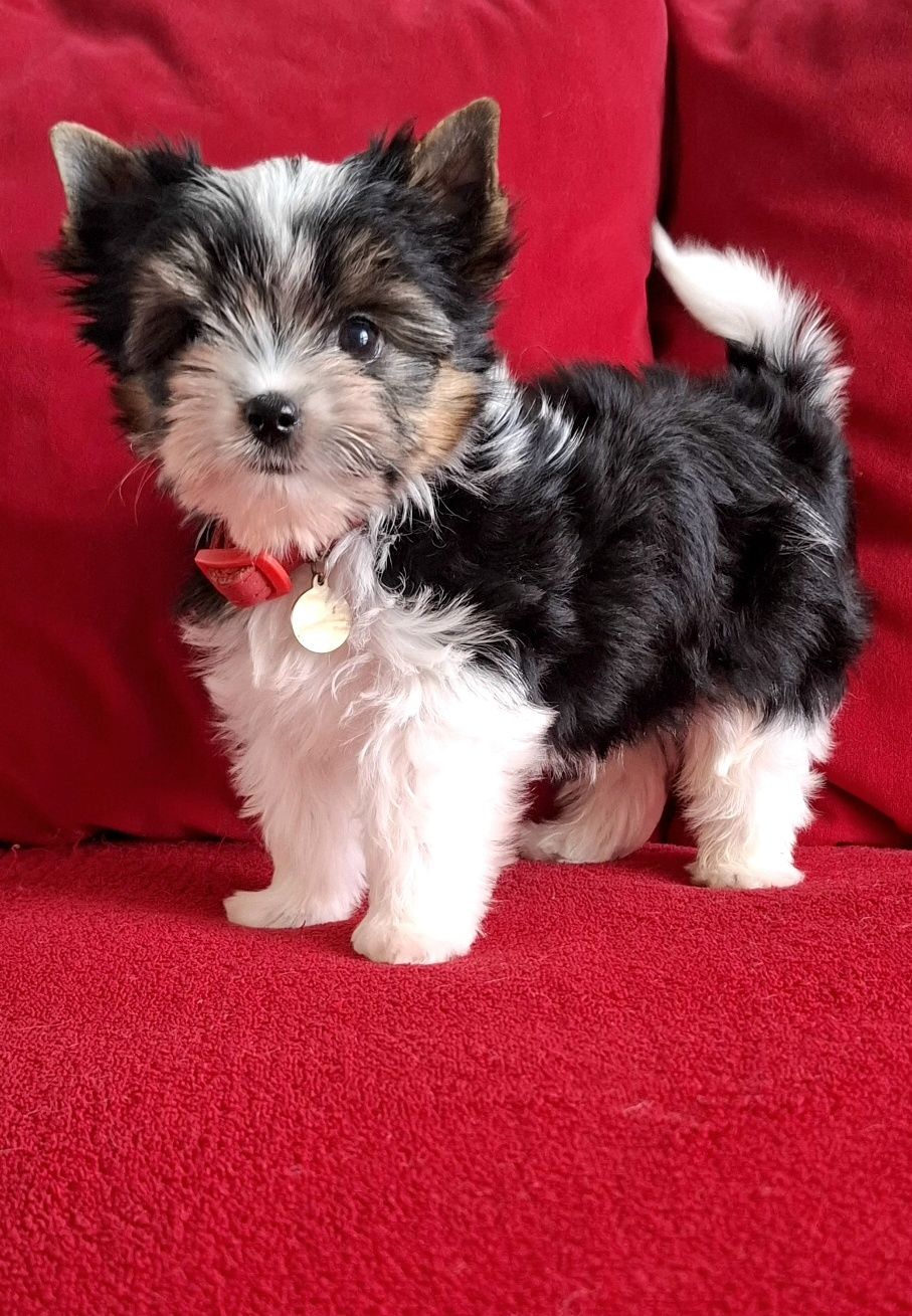 York Biewer Yorkshire Terrier  piesek rodowod pełny 4ro pokoleniowy