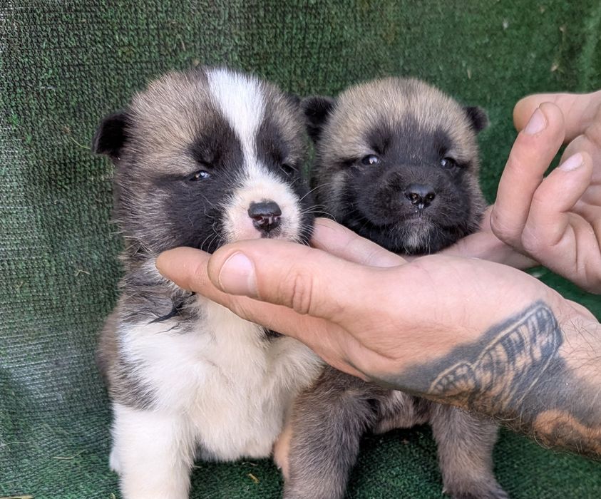 Різні цікаві породні