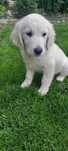 Jasny piesek Golden Retriver ZKWP okazja!