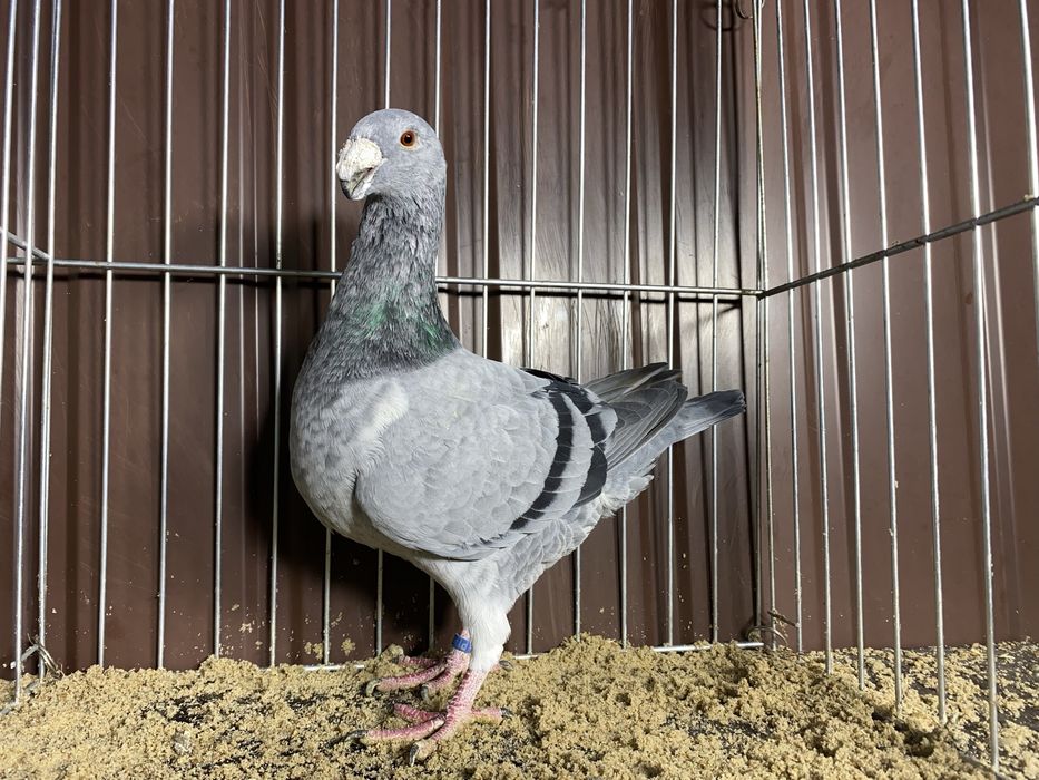 Niemiecki wystawowy samiec szymel