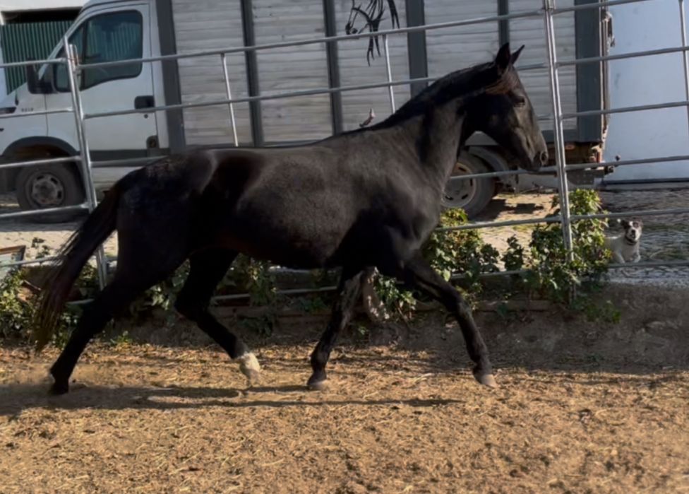 Egua preta super engatada