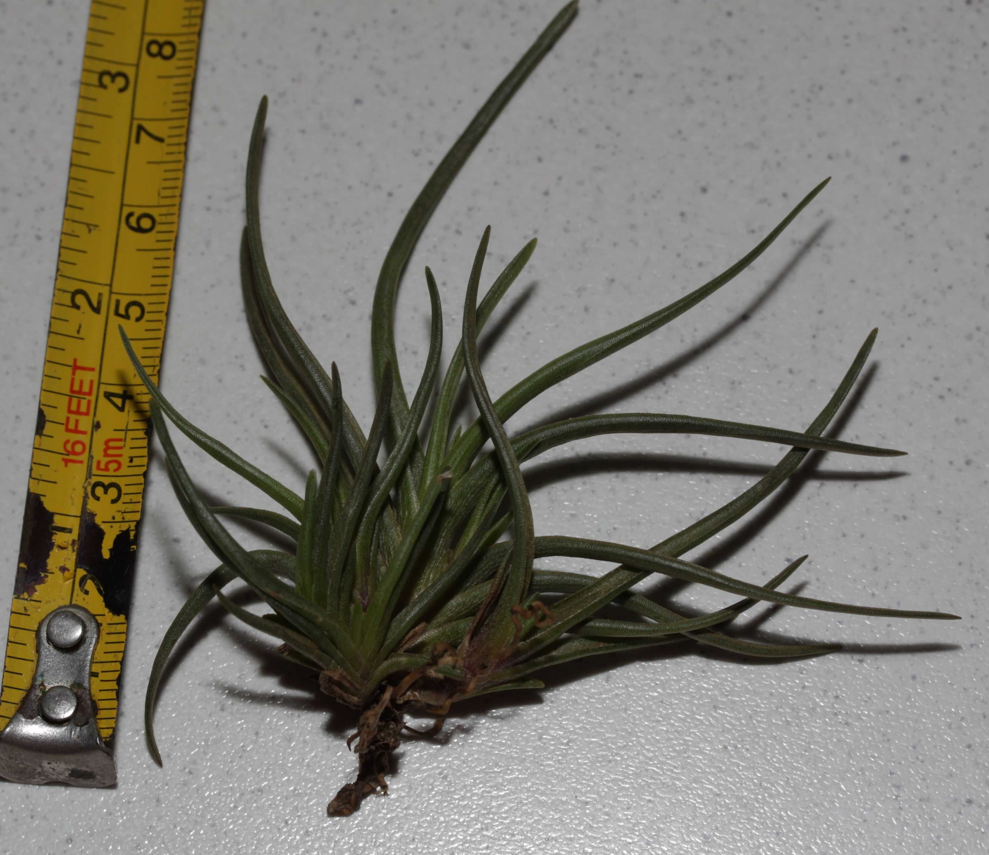 Продам атмосферную тилландсию Tillandsia albertiana