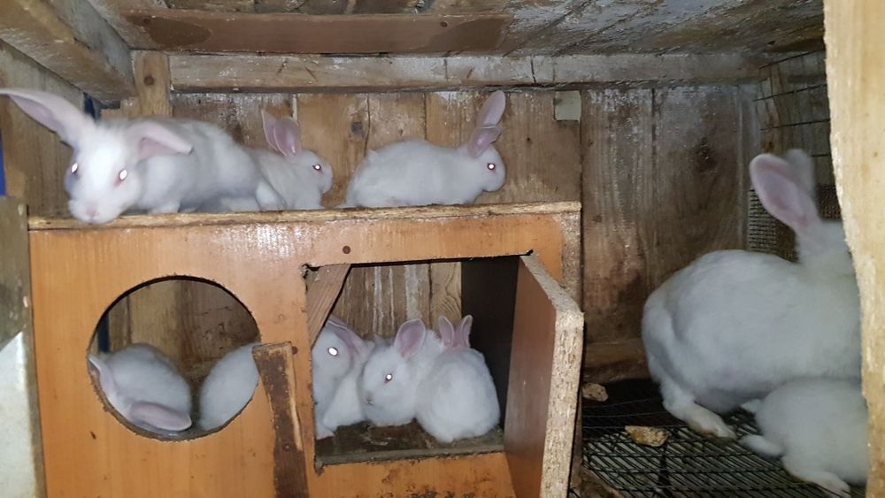 Молоді кролики  Панон