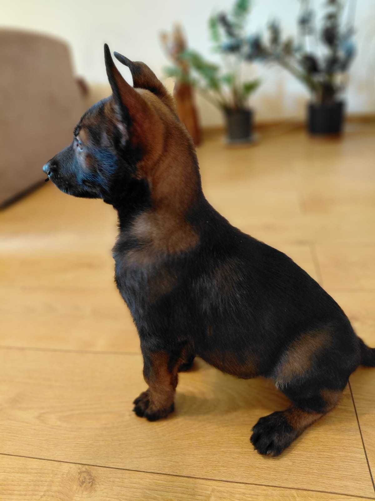 Owczarek belgijski malinois