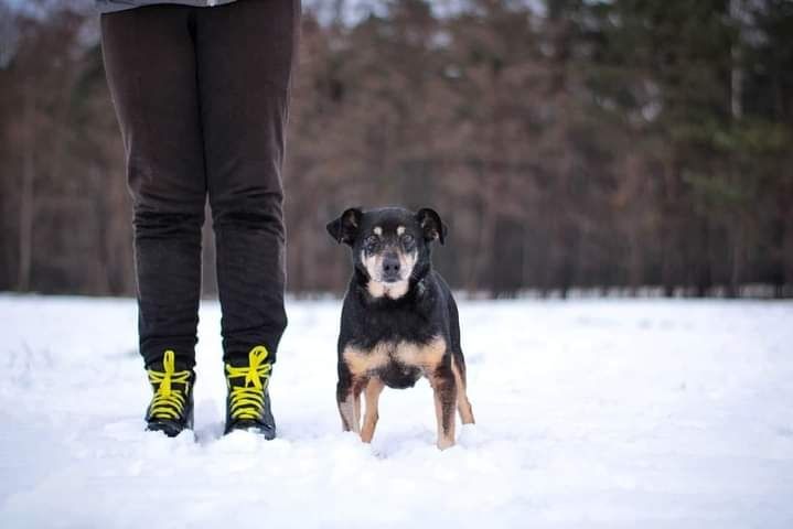 Malutki, kochany psiak czeka na swój nowy Dom! Pokochasz Go?