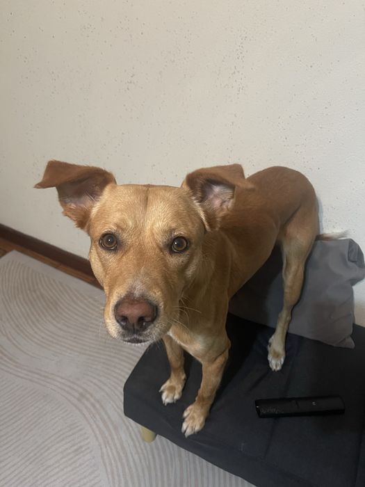 URGENTE: Apollo procura família