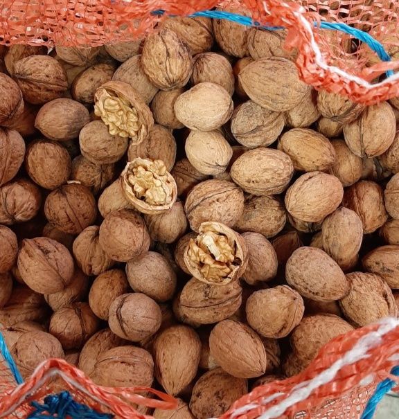 Orzechy włoskie tegoroczne