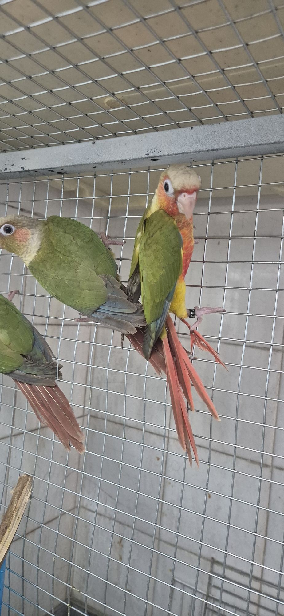 Casal pyrrhuras pinaple