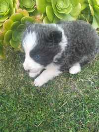 Border  collie cinza blue