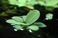 Pistia akwariowa