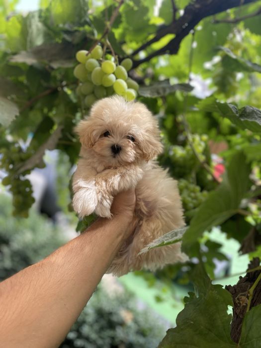 Дуже милі мальтіпу