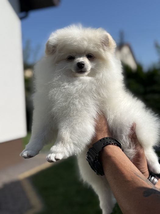 Pomeranian Szpic Miniaturowy Biały FCI ZKwP
