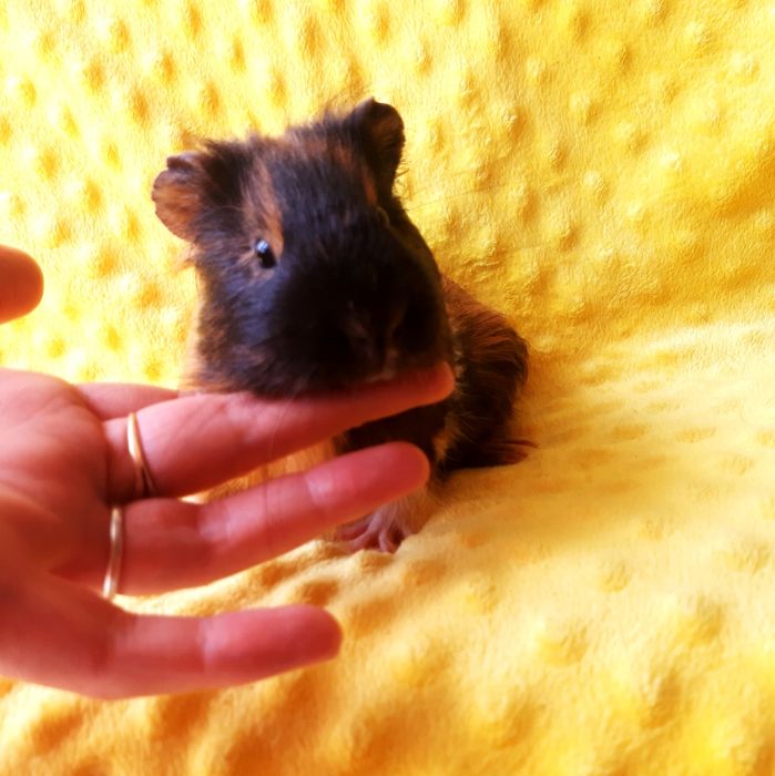 Морская свинка,морська свинка,морские свинки,морські свинки