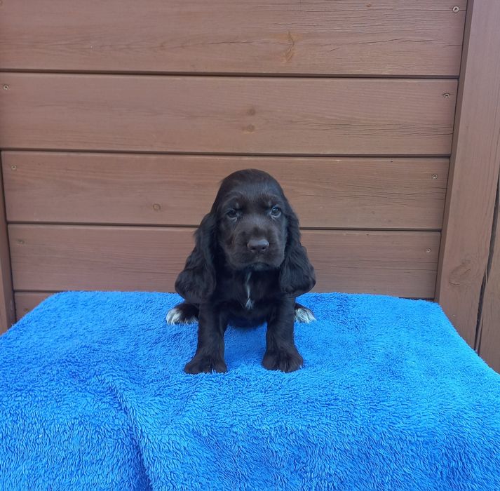 Cocker Spaniel Angielski Piesek