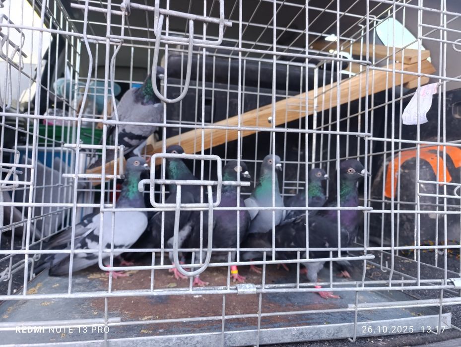 Tiplery zagłębiowskie górnoloty