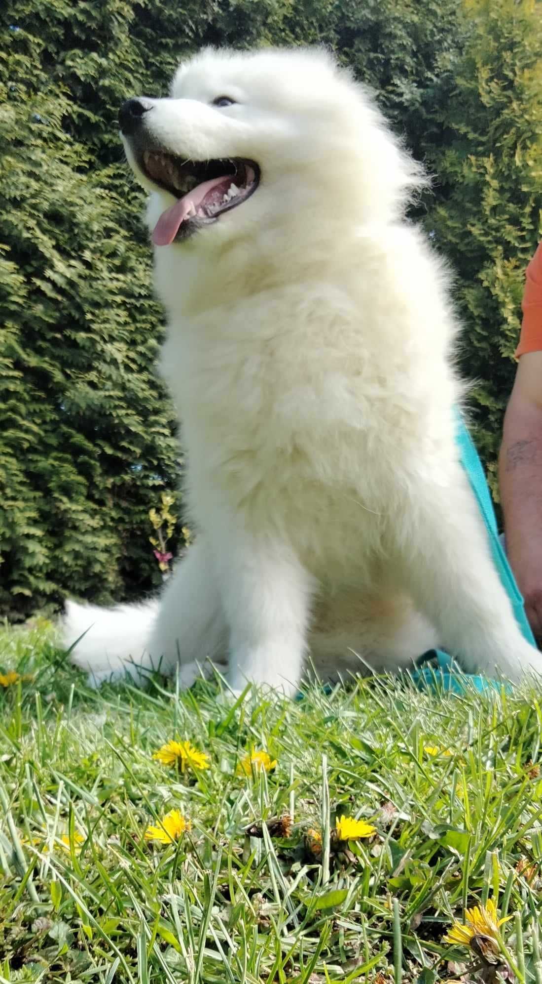 Samoyed, Samojed FCI rodzice import