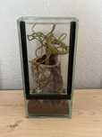 Terrarium szklane 10x10x20