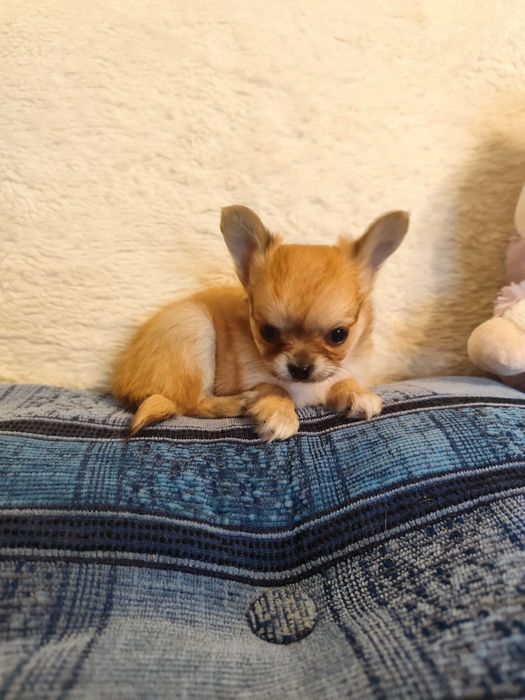 Kremowy piesek chihuahua