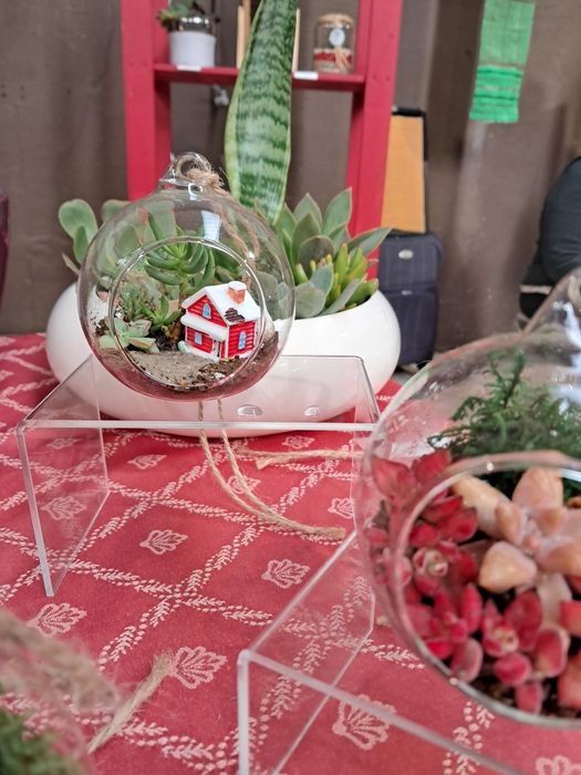 Lembranças suculentas