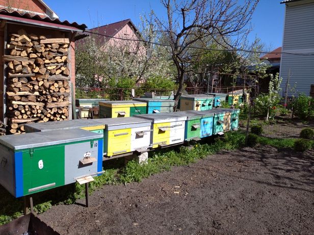 Бджоли сильні сім'ї  та відводки Київ Дарницький район