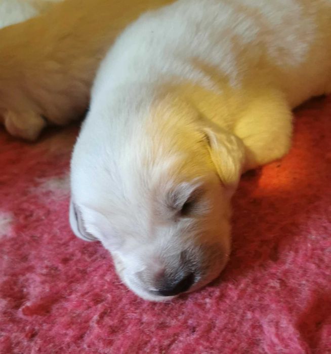 Owczarek podhalański szczenię rodowód ZKwP (FCI)