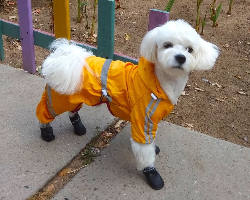 Злучка.  Мальтійская болонка. Вага 6кг.Хлопчик. 5 роки