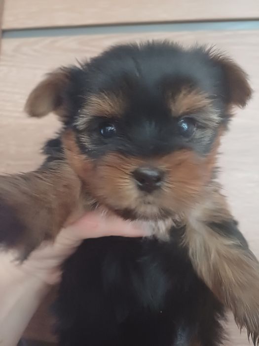 Йоркширские терьеры