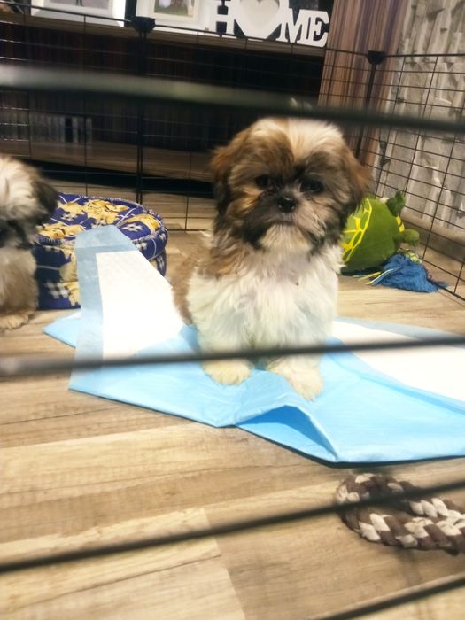 Shih-tzu szczeniak