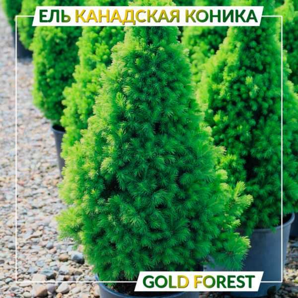 ТУЯ Брабант ТУЯ Смарагд