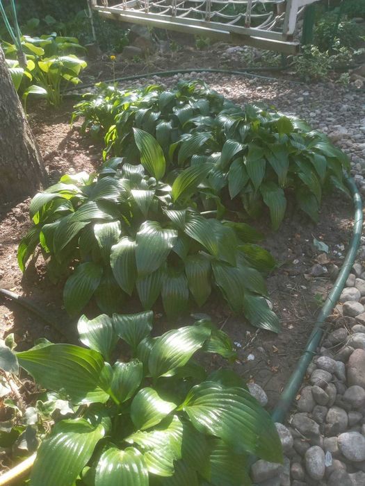 Садовые растения