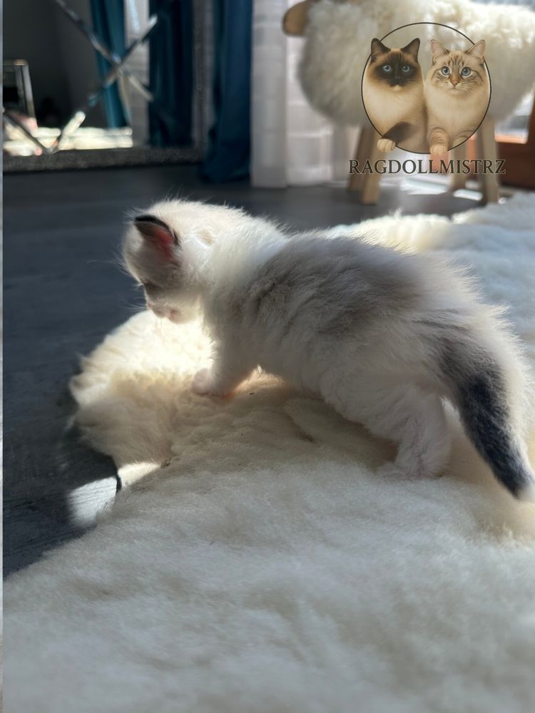 Puchata koteczka ragdoll