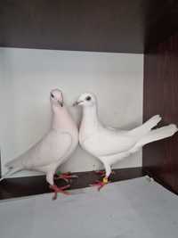 Biale gołębie na ślub