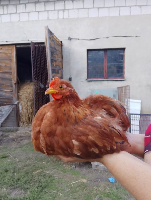 Szukają nowego domu