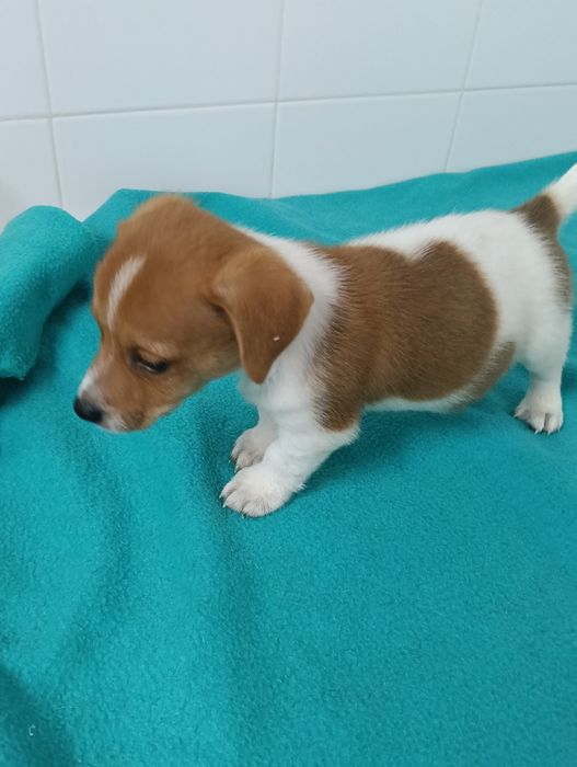 Jack russell terrier