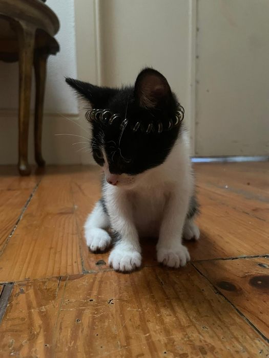 Gatos bebés para adoção responsável