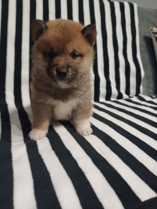 Shiba inu- samiec rudy