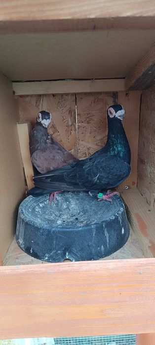 Gołębie brodawczaki para