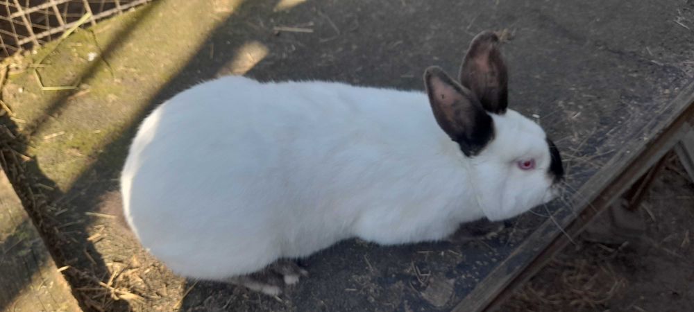 KUNA Wielka Brązowa i Niebieska