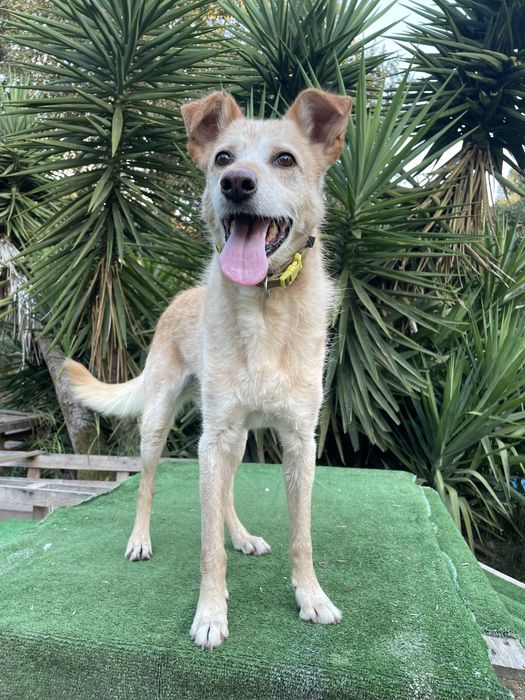 Cadelita meiga e calma ideal para fazer companhia