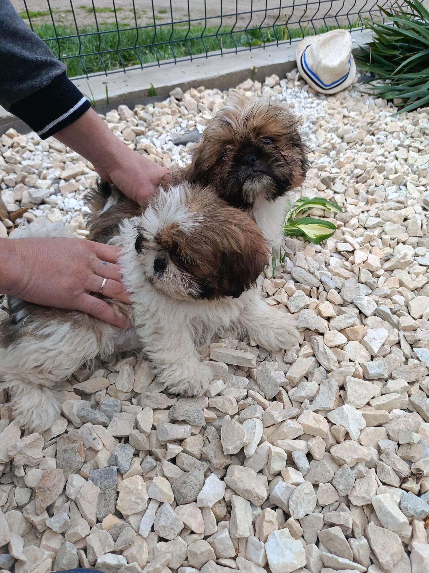 Piesek i suczka Shih tzu