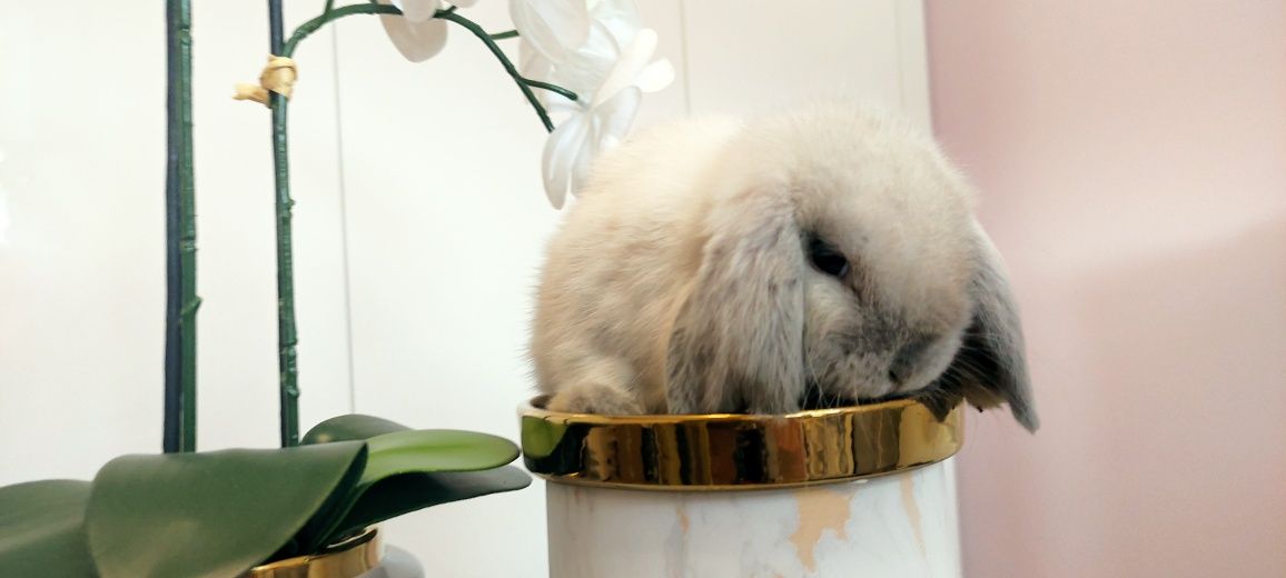 Mini Lop królik gotowe do odbioru