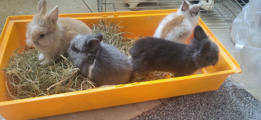 Декоративні кролики