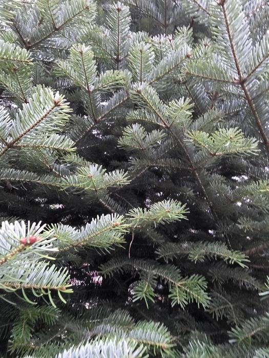 Ялинка жива (Ялиця)