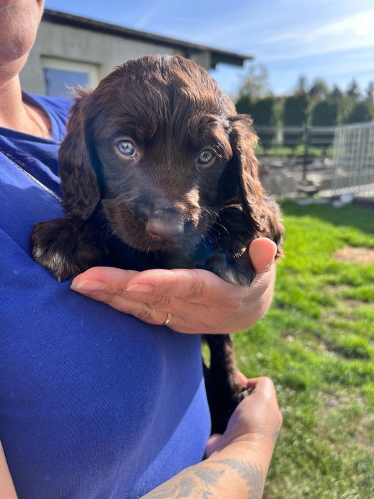 Szczenię Niemiecki płochacz Wahtelhund