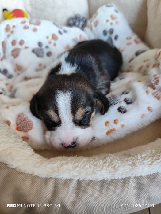 Piękna sunia Beagle tricolor odbiór od 5.12