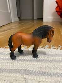 Konik   collecta