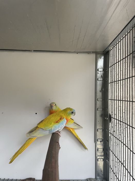 Casais Reprodutores Neophemeas Pulchella