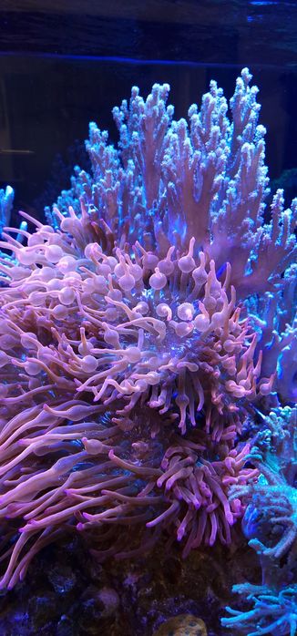 Ukwiał Entacmaea quadricolor czerwony